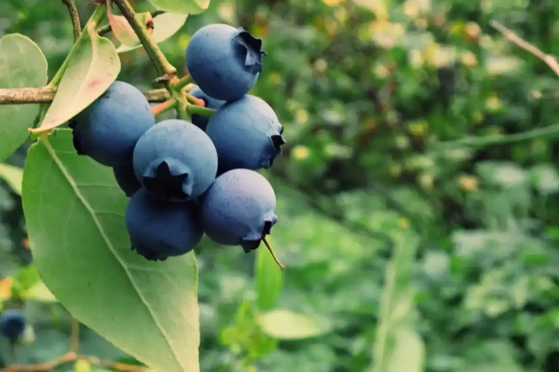 Beeren pflanzen