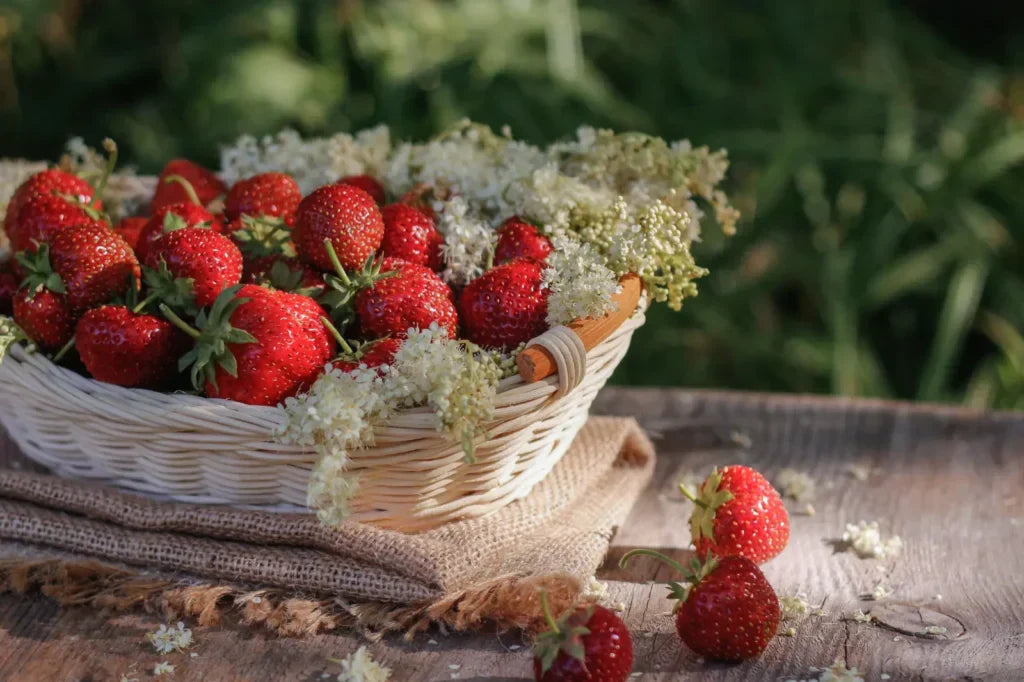 Blog Erdbeeren pflanzen