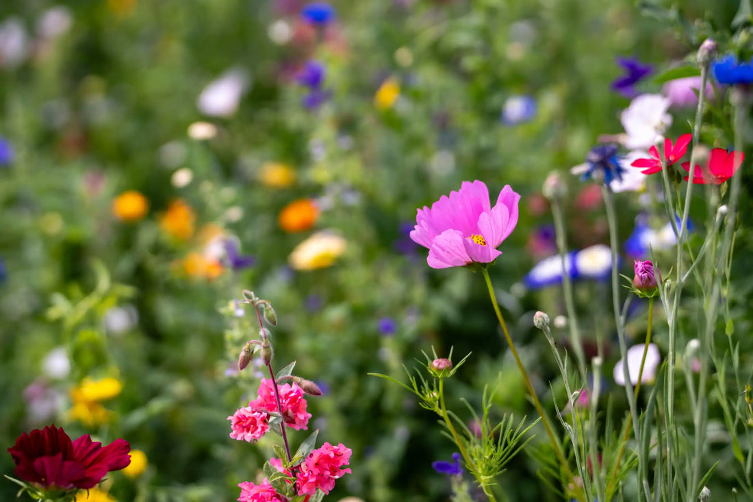 Blumenwiesen