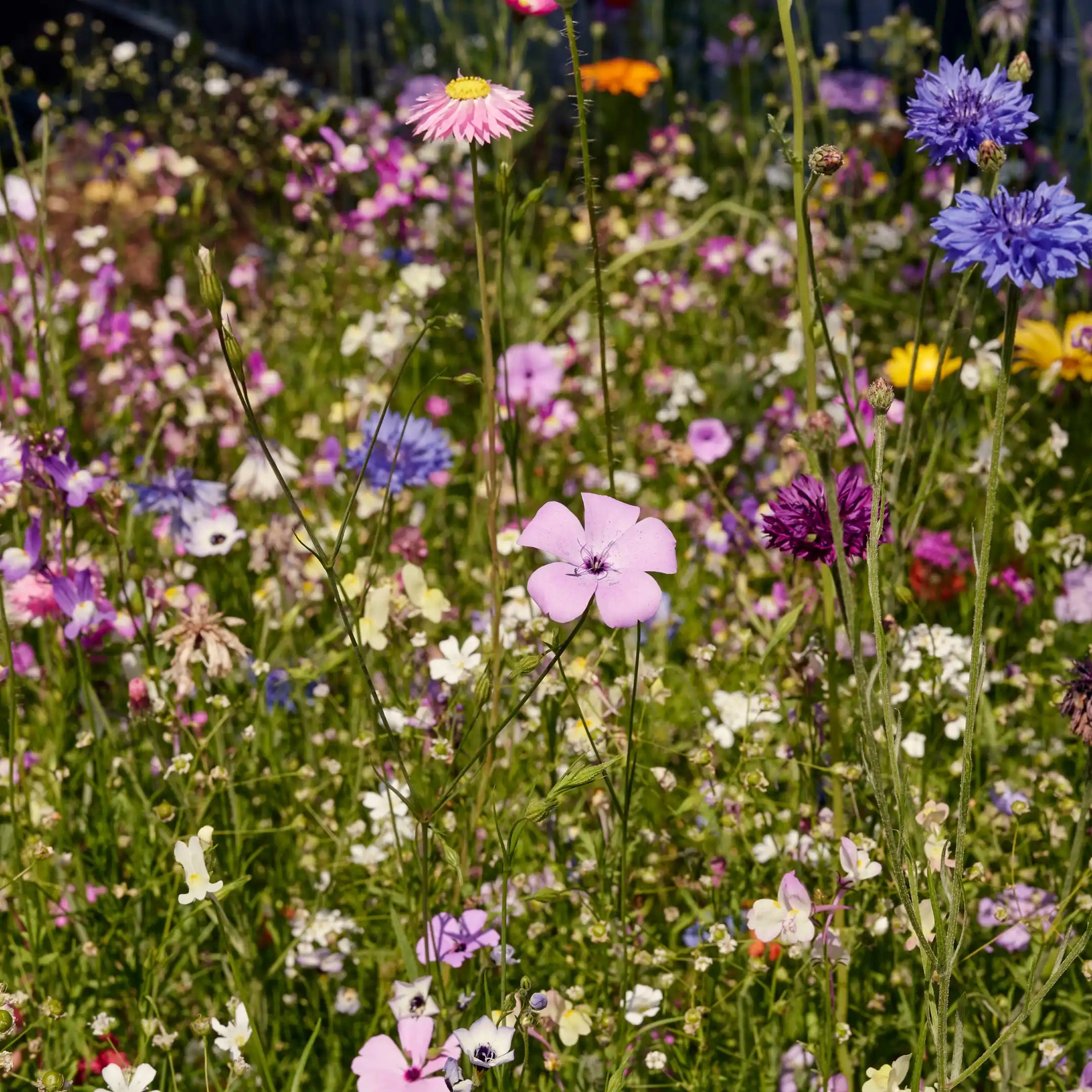 Blütenpracht der Blumenwiese Blütenzauber im Garten