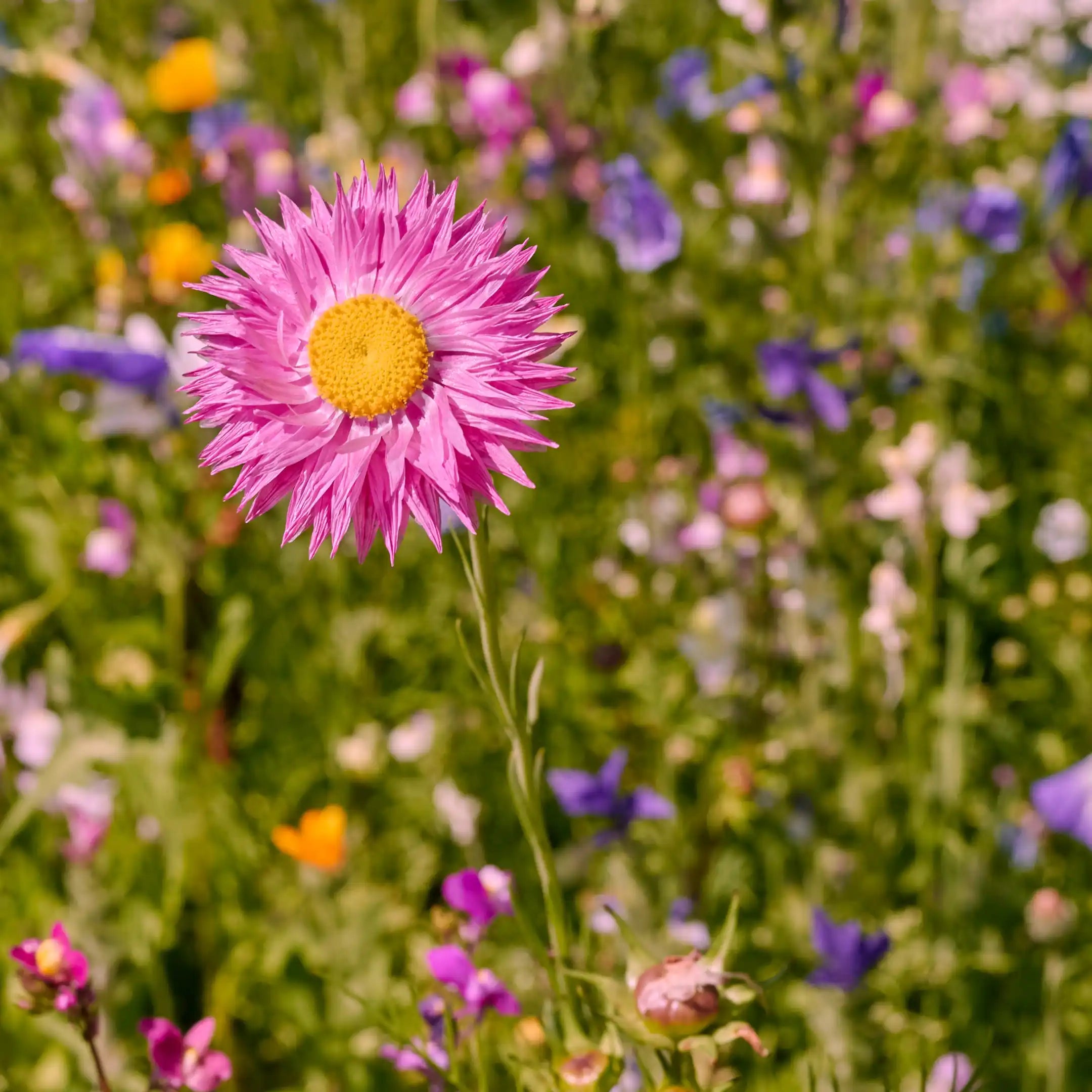 Blumenwiese Blütenzauber mit vielfältigen Blütenfarben
