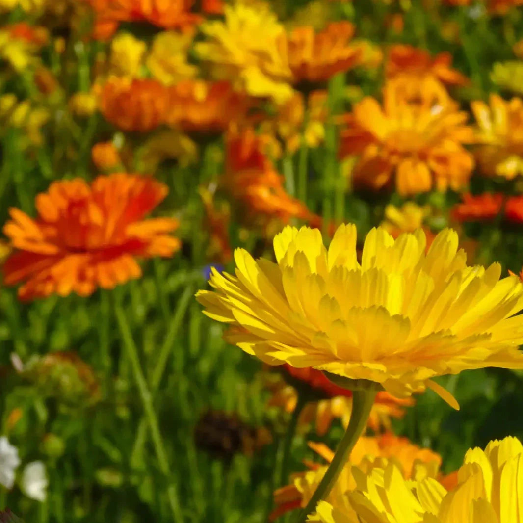Blumenwiese "Sonnenmeer"