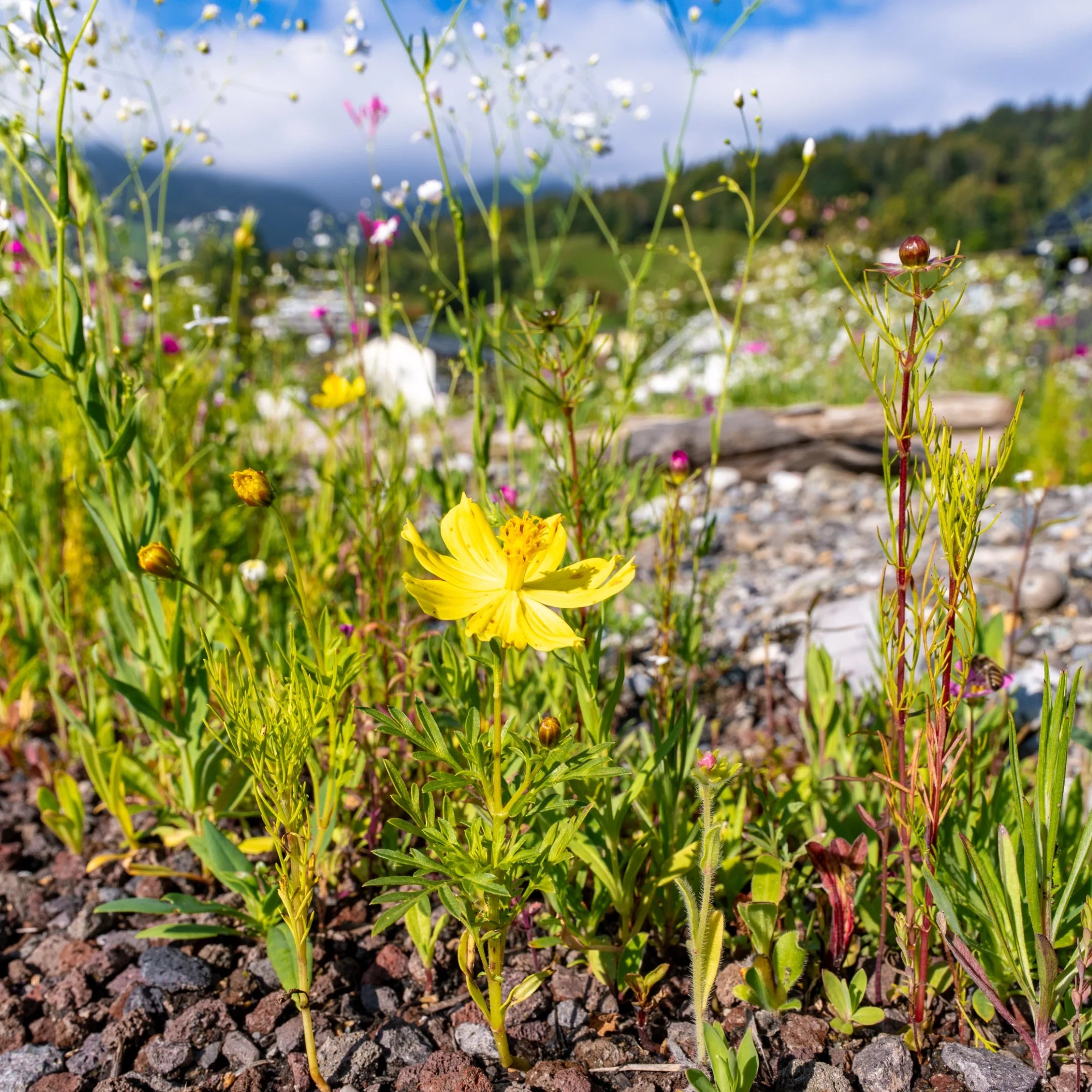 Blumenwiese Traumblüten in sonniger Lage