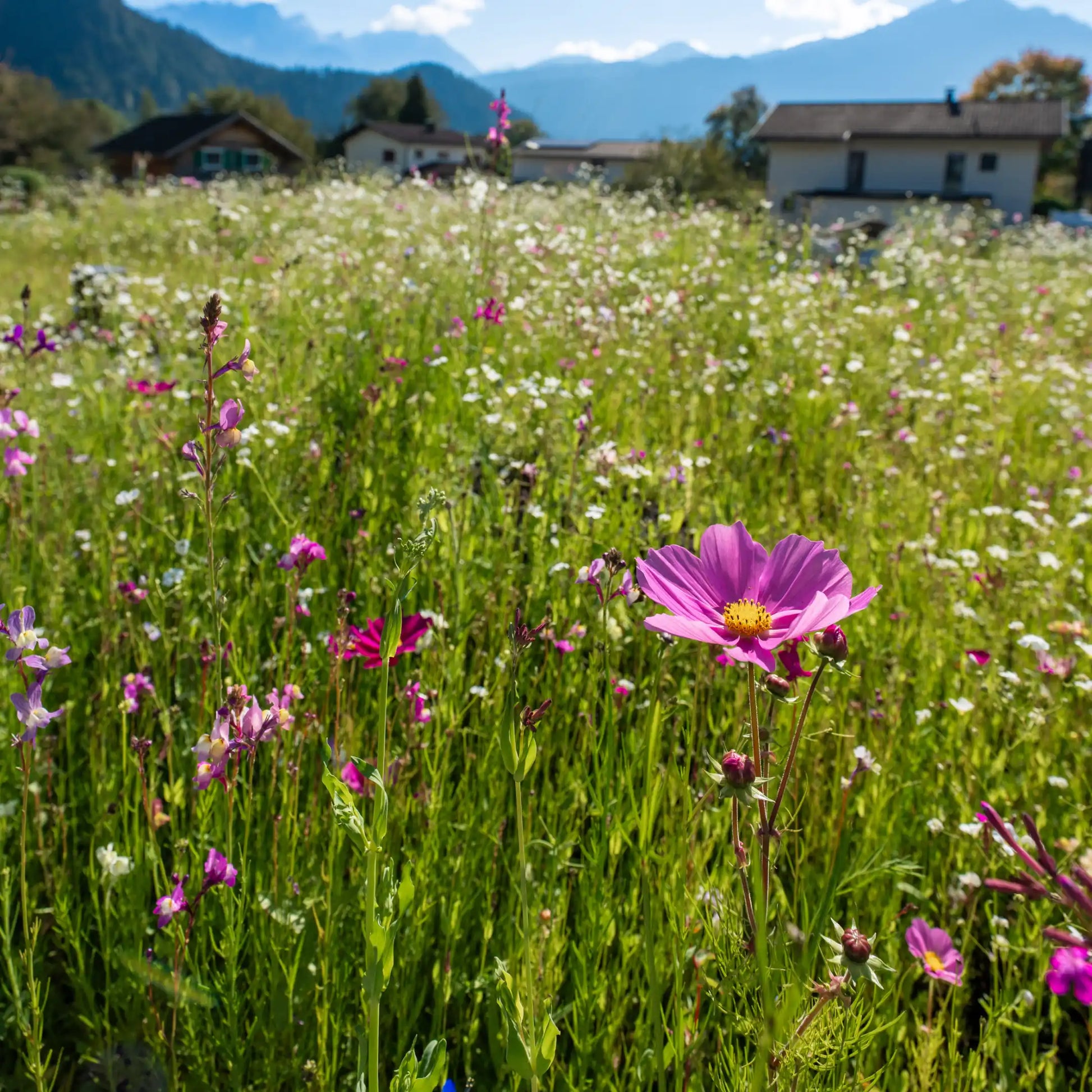 Blühende Blumenwiese Traumblüten mit bunten Sommerblumen