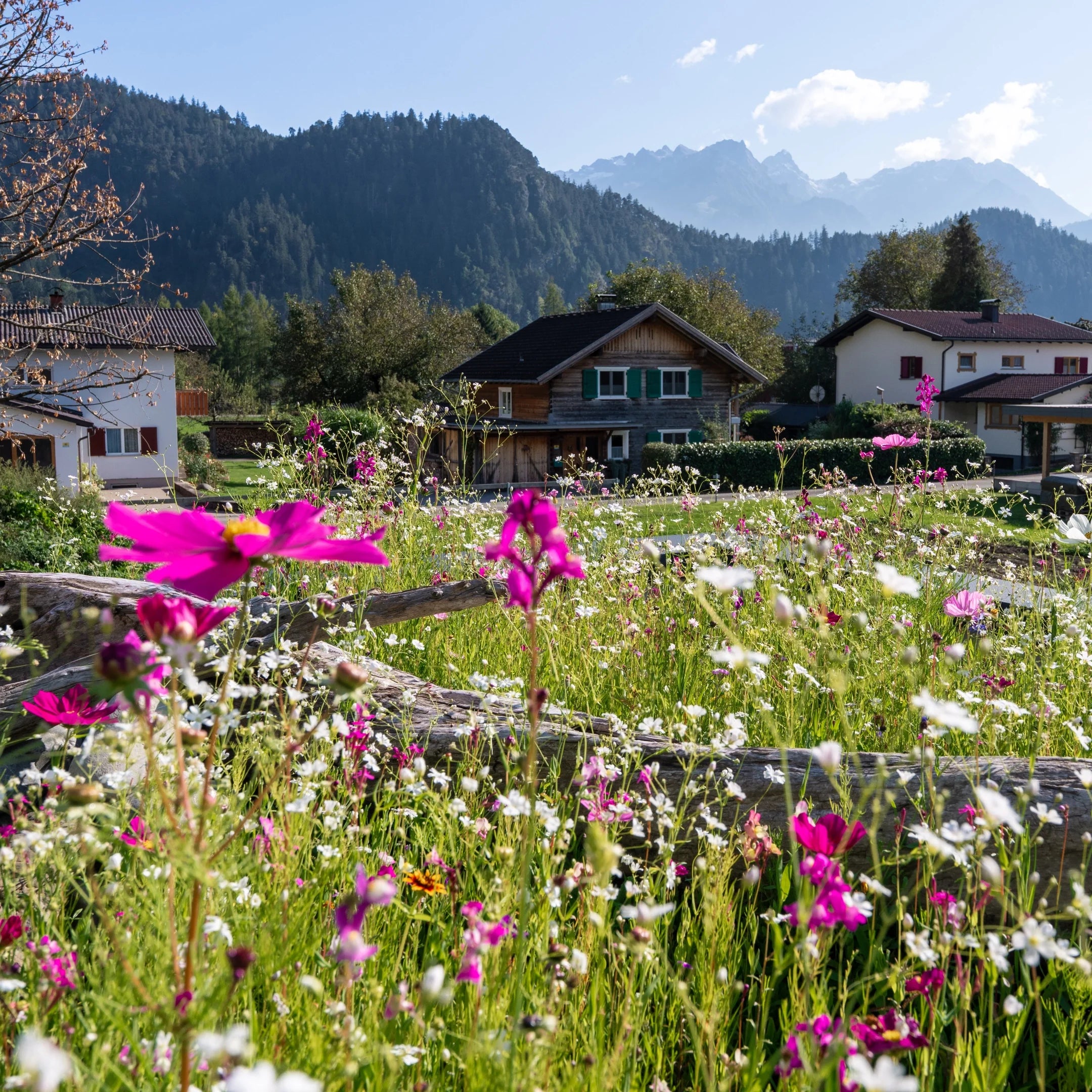 Artenreiche Blumenwiese Traumblüten im Garten