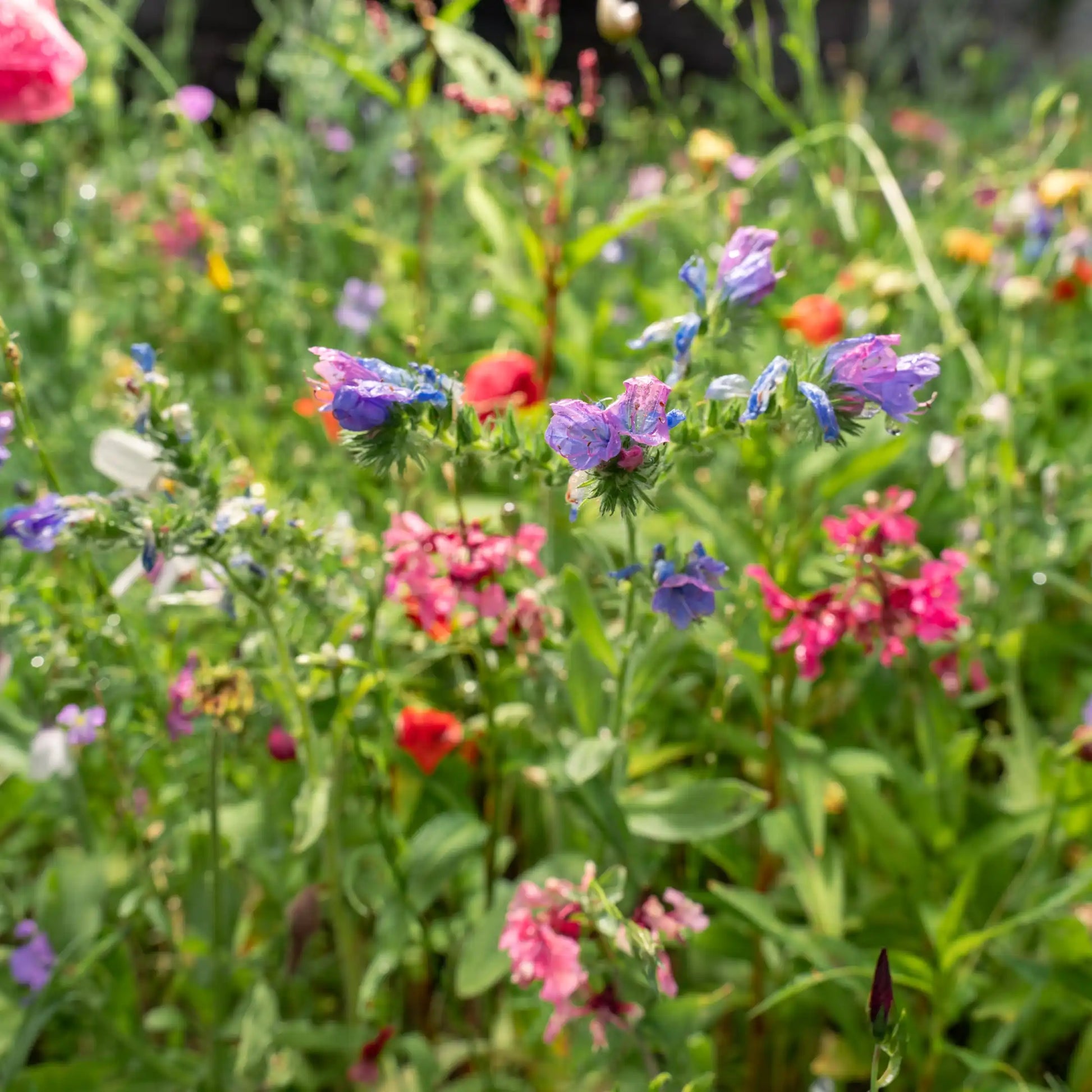 Vielfältige Blütenfarben der Blumenwiese Traumblüten