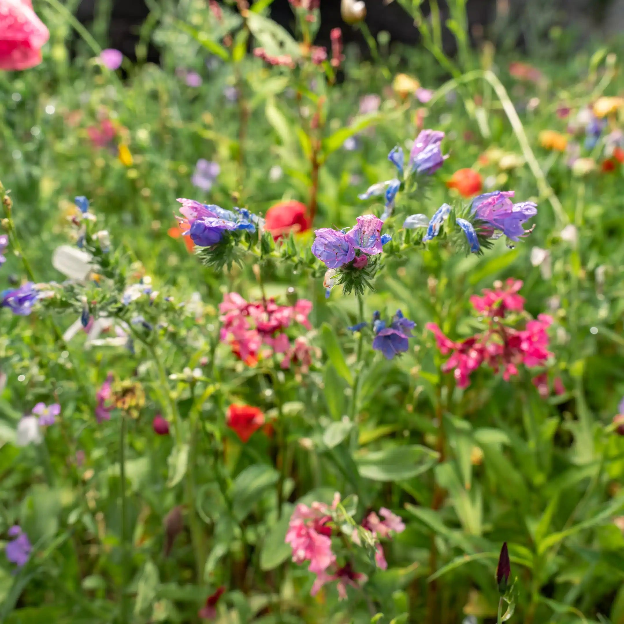 Vielfältige Blütenfarben der Blumenwiese Traumblüten
