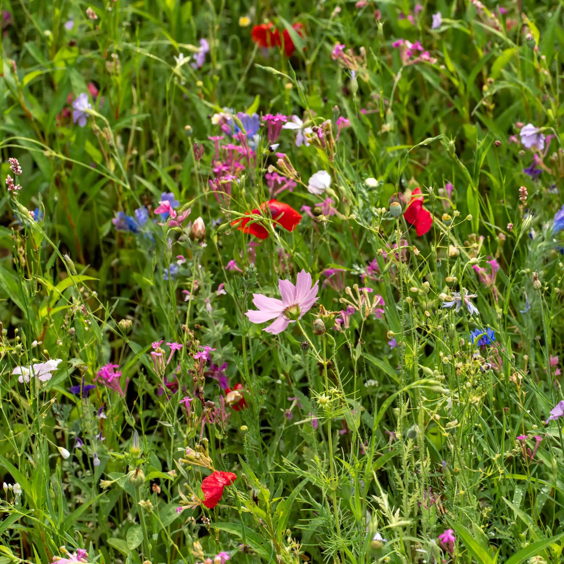 Blumenwiese Traumblüten mit Bienen und Schmetterlingen