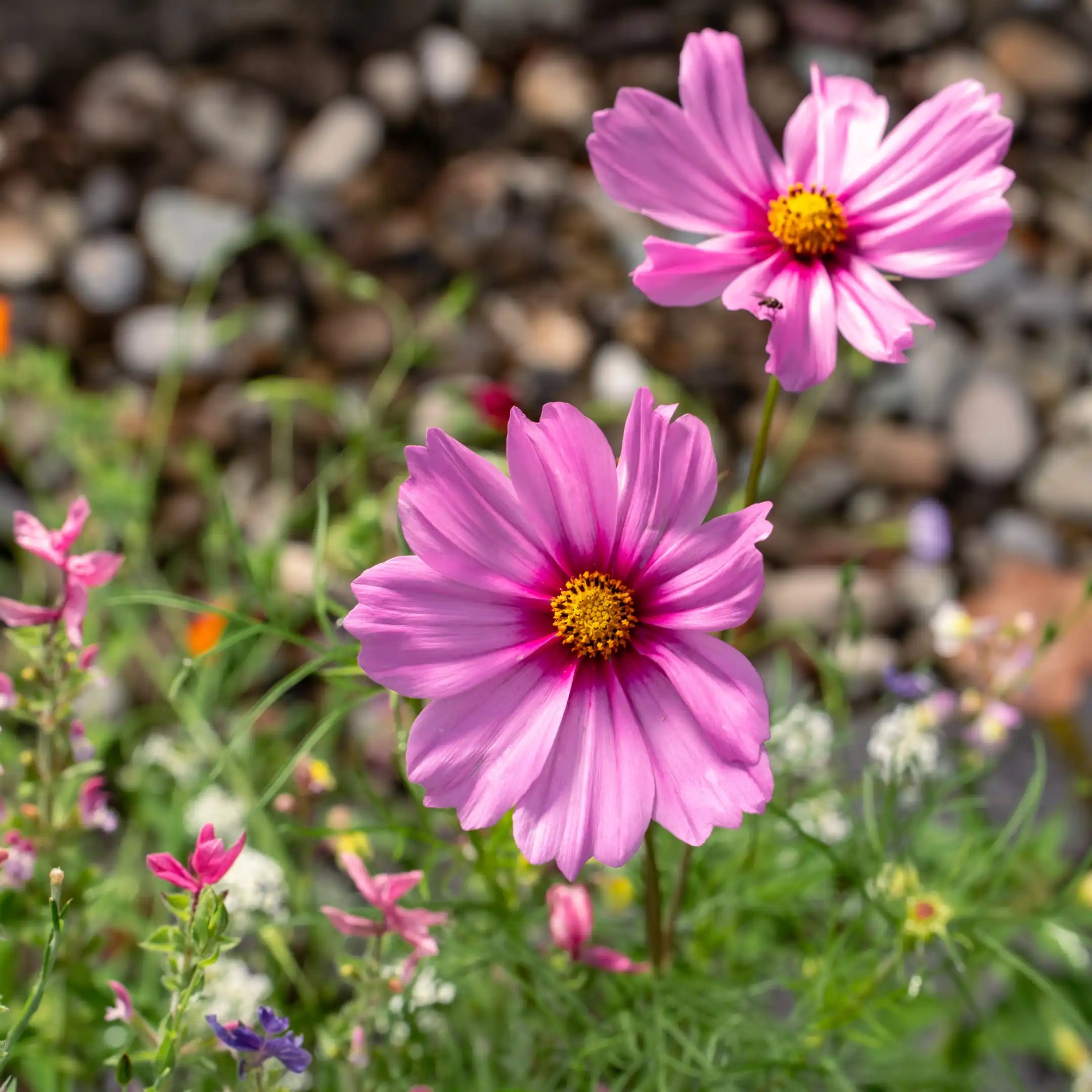 Bunte Blumenwiese Traumblüten in voller Blüte