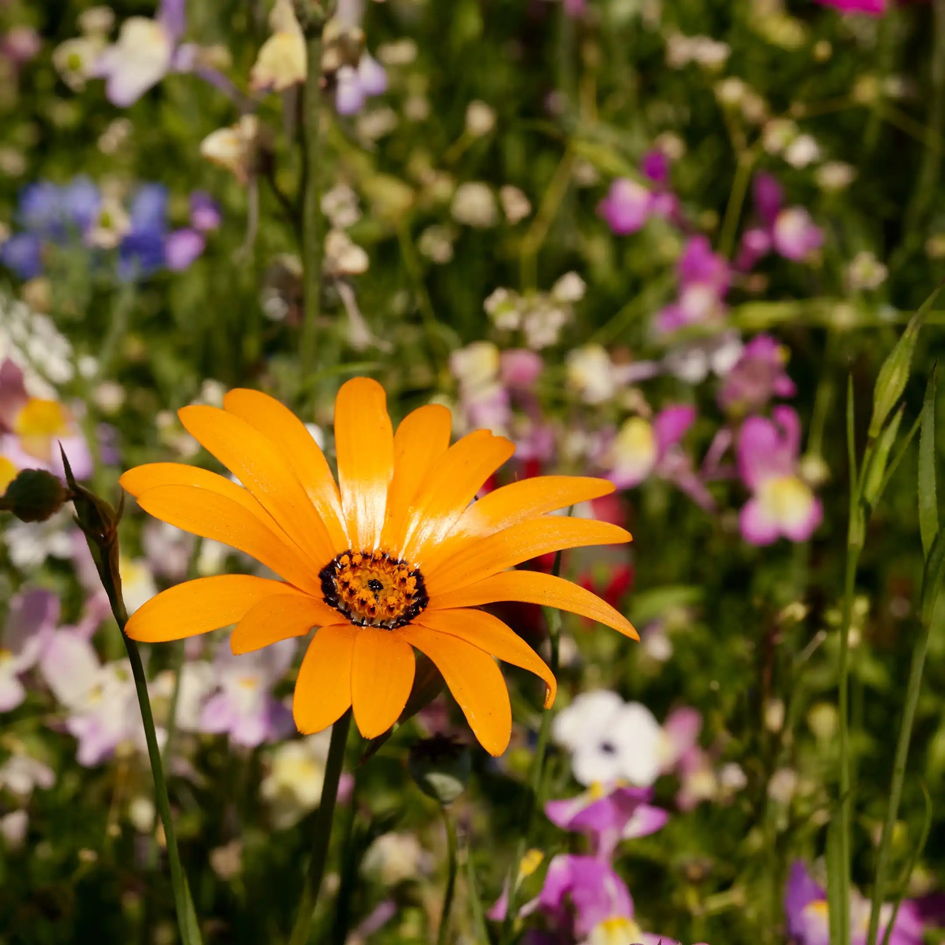 Bunte Blumenwiese Bienen-Bar in voller Blüte