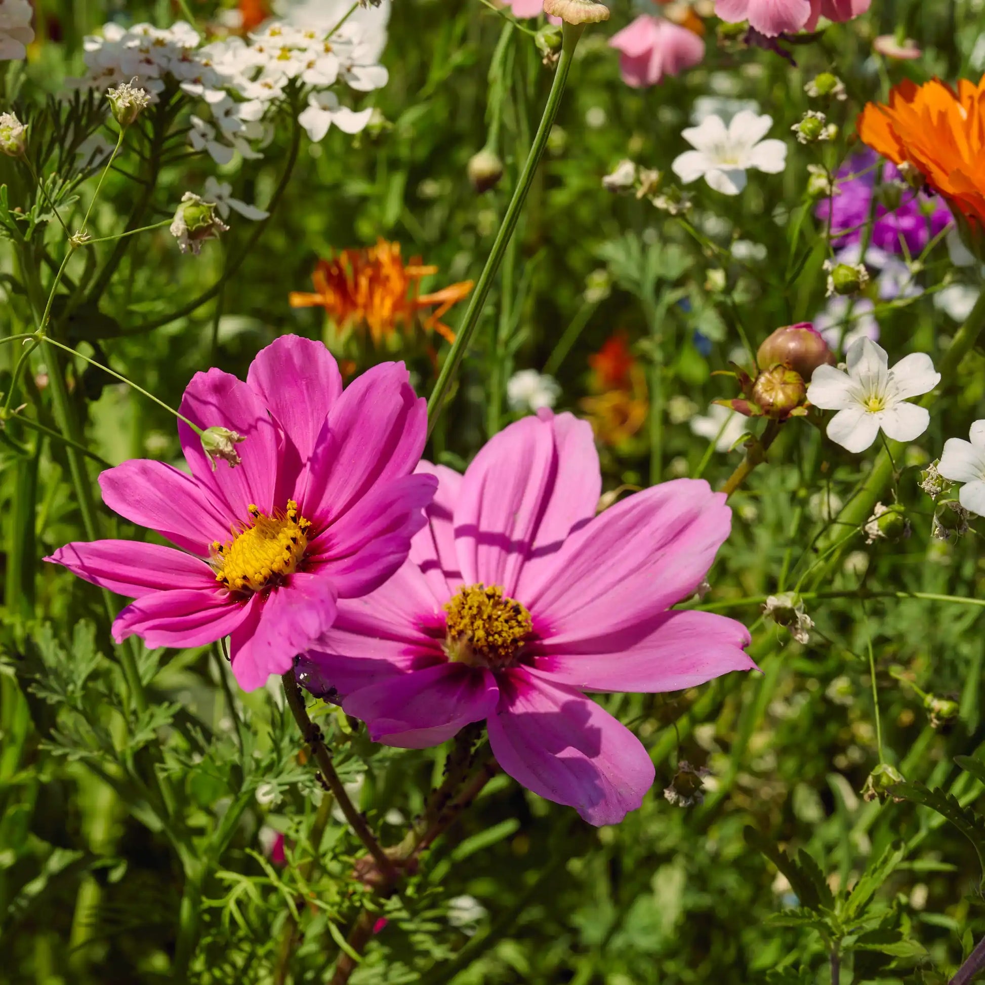 Blumenwiese Honigtraum in voller Blüte