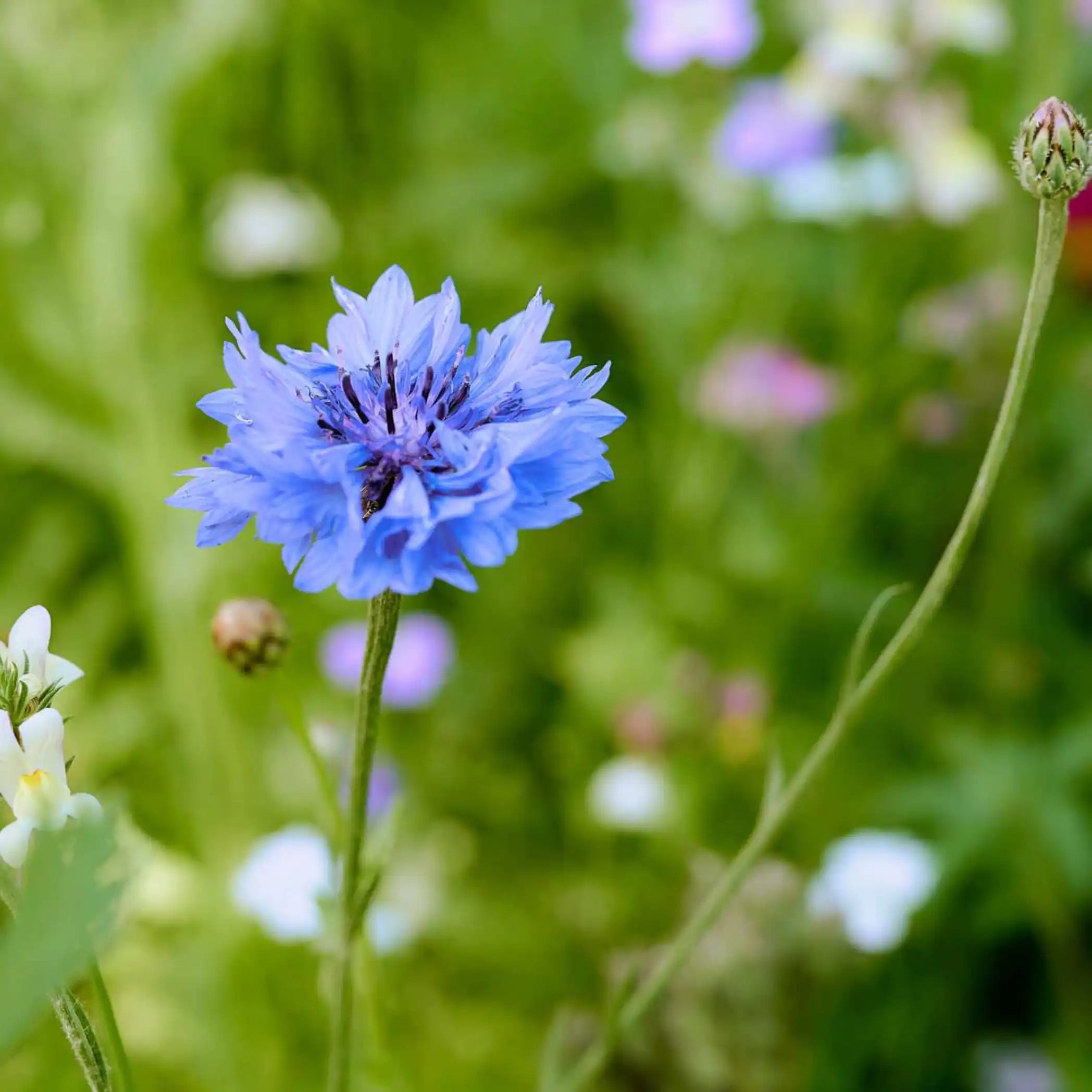 Insektenfreundliche Blumenwiese Honigtraum im Garten