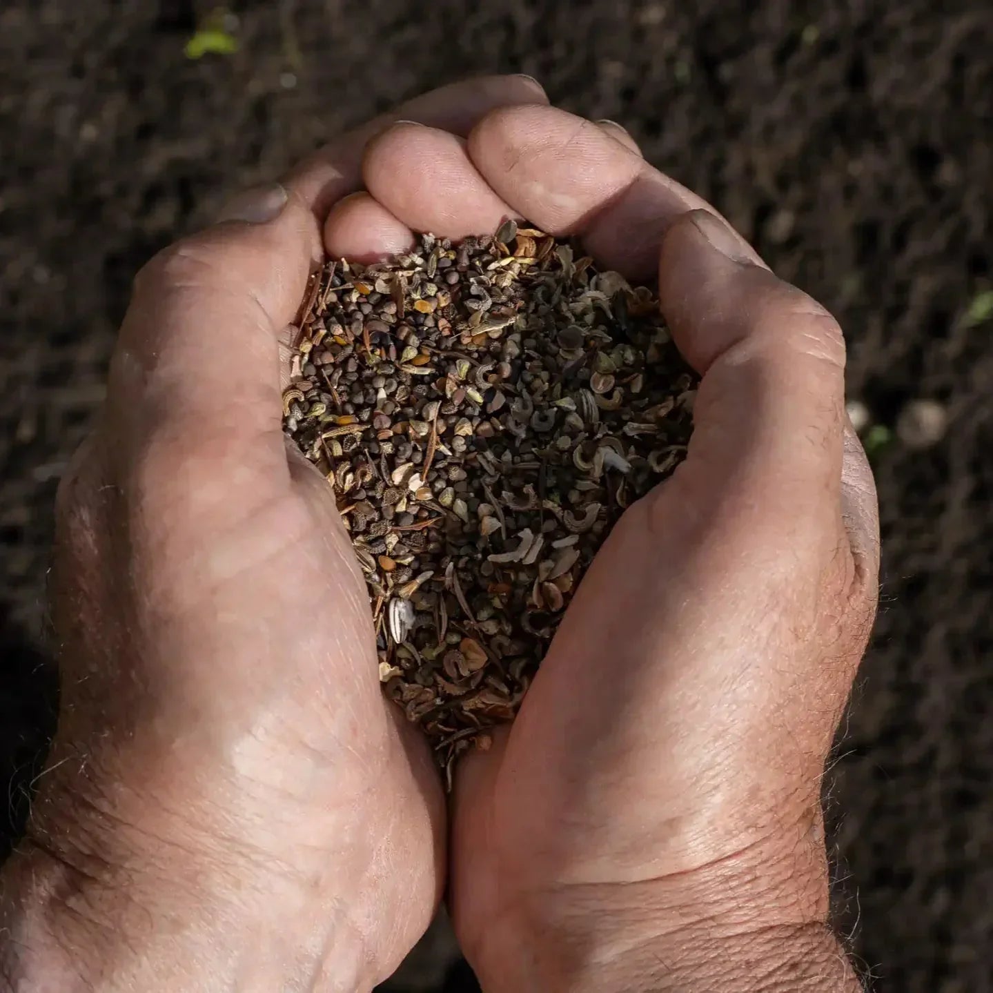 Saatgut der Blumenwiese Honigtraum in Nahaufnahme