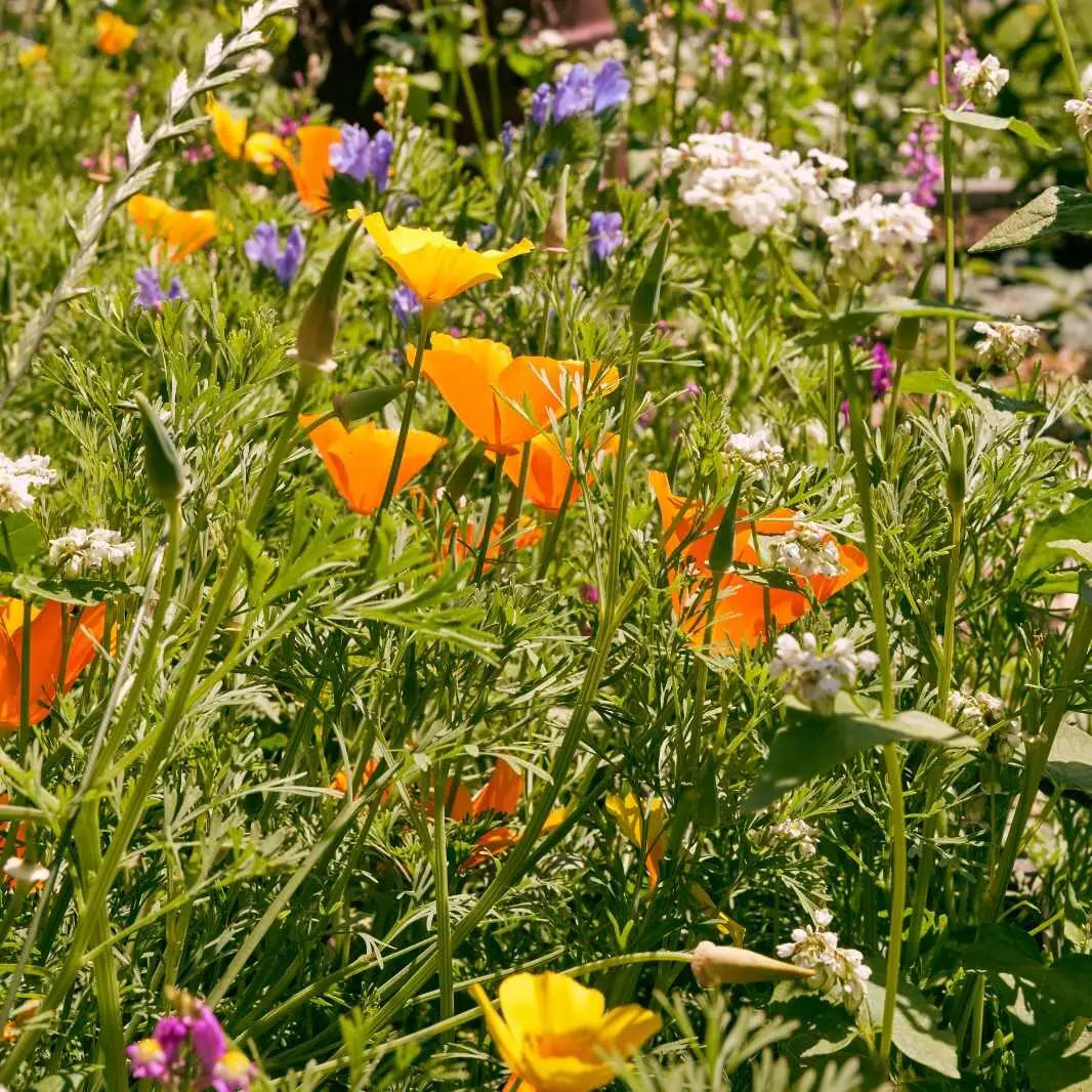 Blumenwiese Honigtraum mit Sonnenblumen und Goldmohn