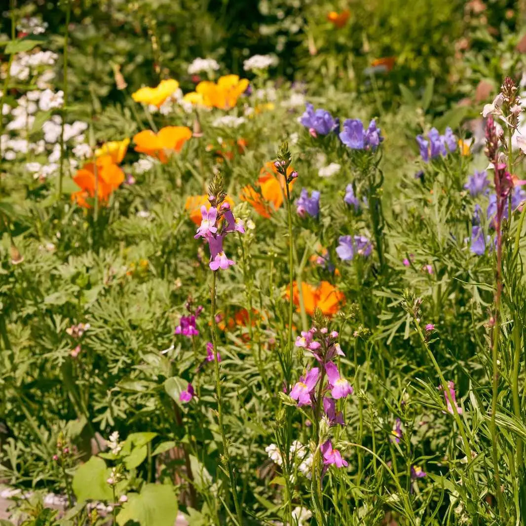 Blumenwiese "Honigtraum"