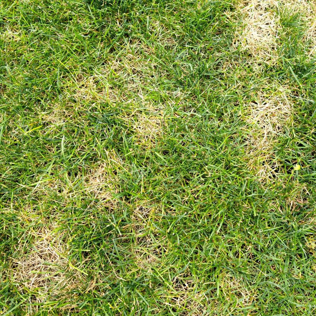 NEMA T-BAG FELTI gegen Wiesenschnakenlarven 50 m2