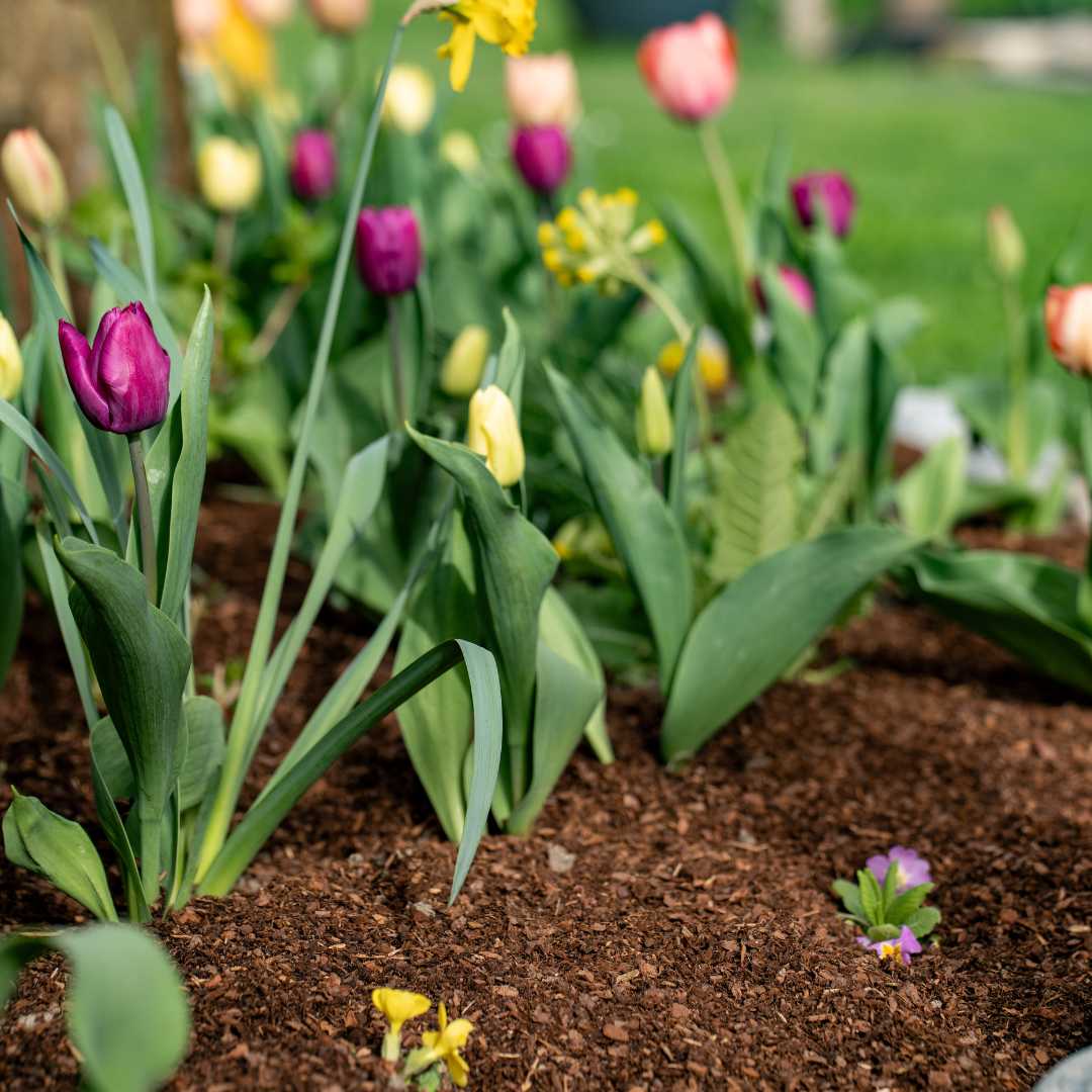Rindenhumus