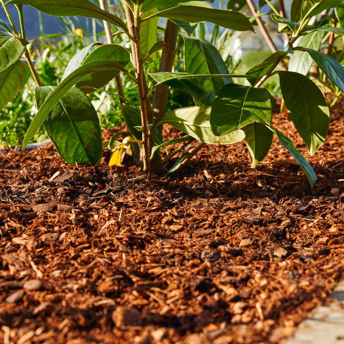 Rindenmulch