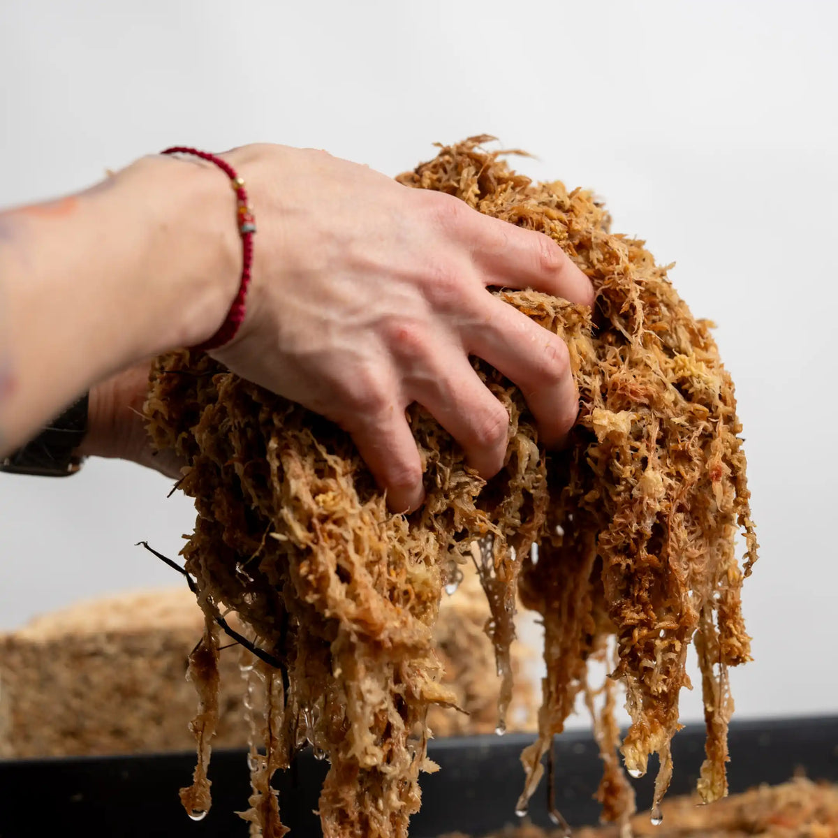 Sphagnum-Moos trocken