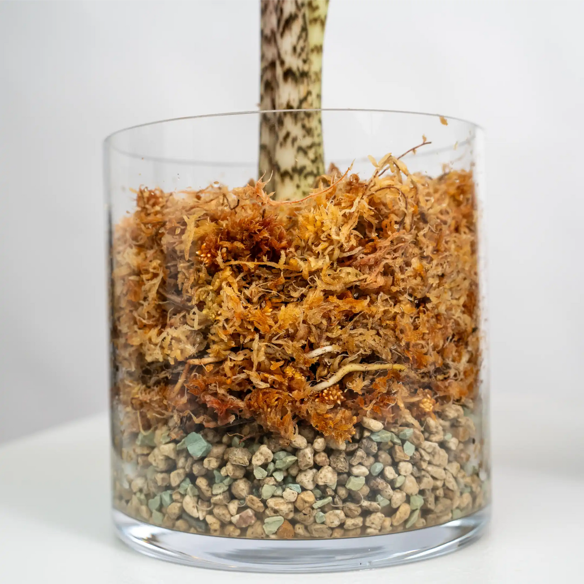 Sphagnum-Moos trocken