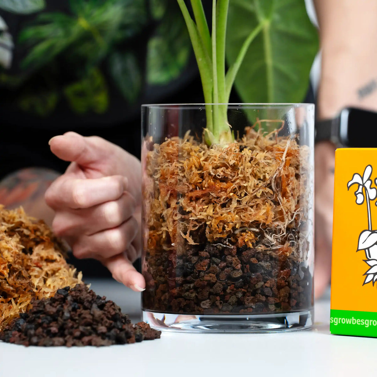 Sphagnum-Moos trocken