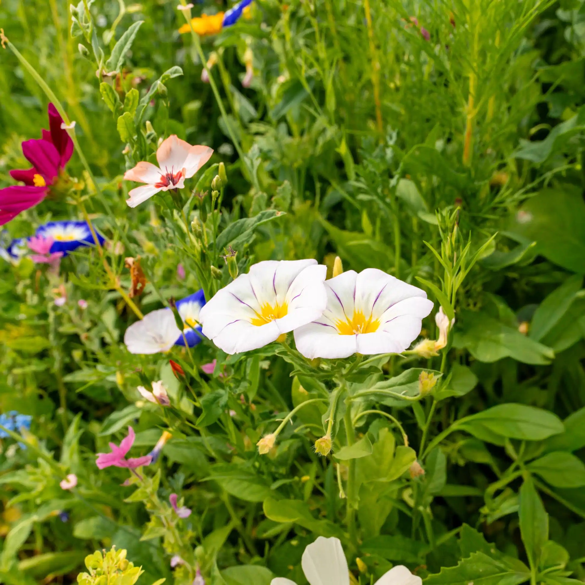Blumenwiese Traumblüten als naturnaher Blühstreifen