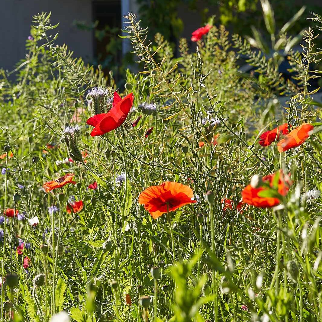 Blumenwiese "Voll-Mohn"