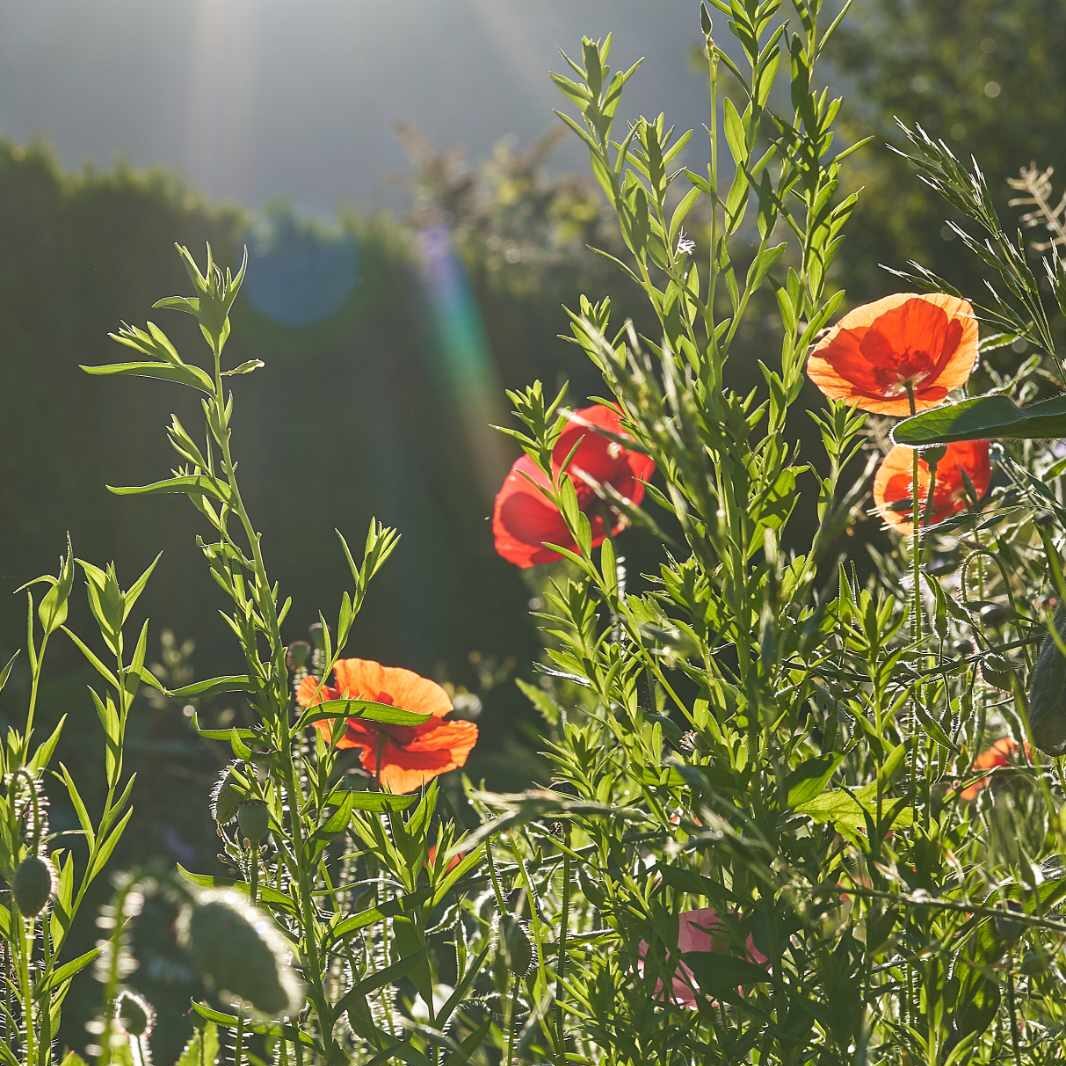 Mohnblüten in der Blumenwiese Voll-Mohn