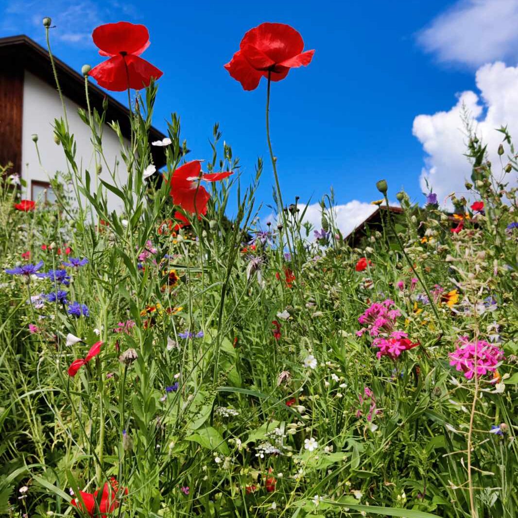 Blühende Blumenwiese Voll-Mohn mit rotem Mohn