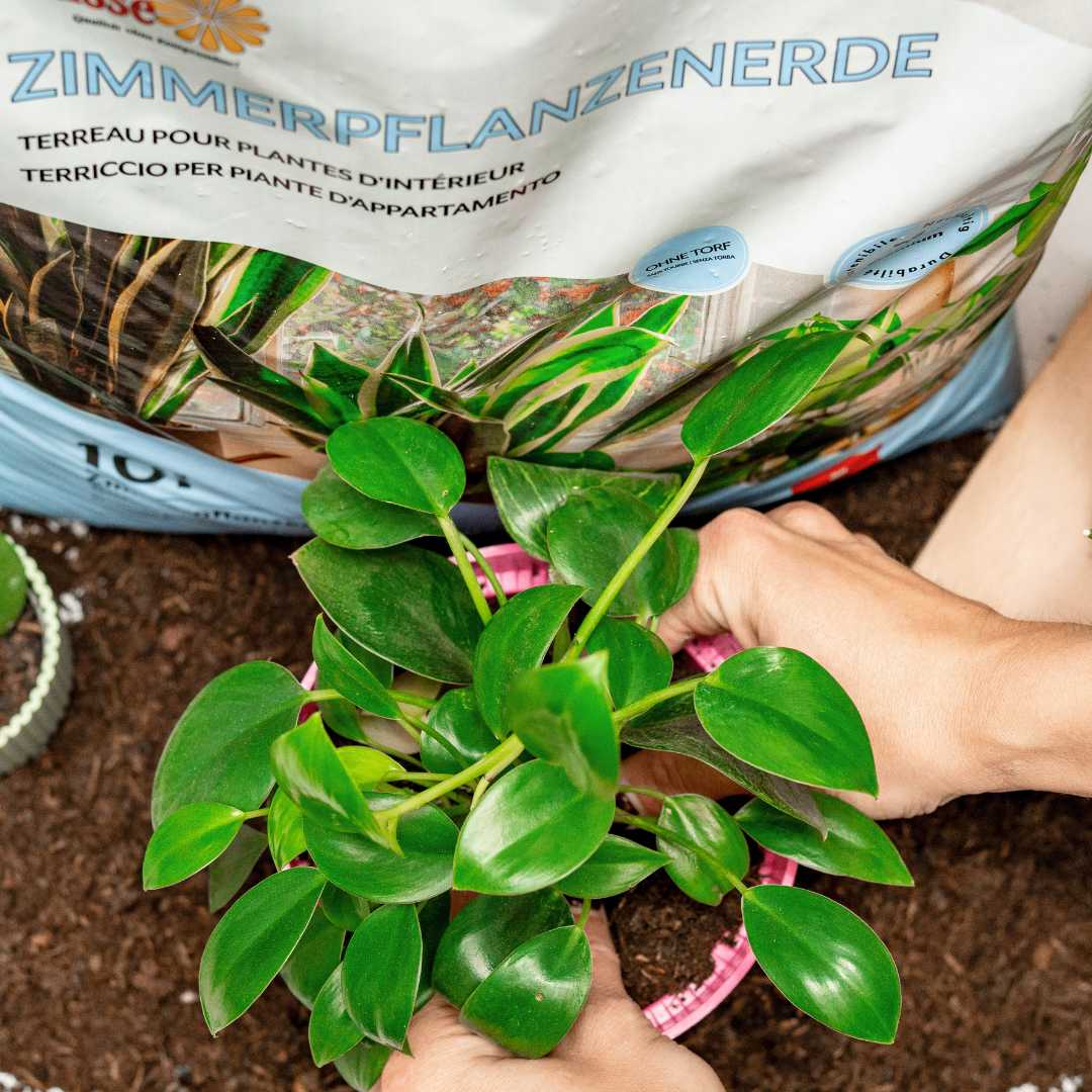 Zimmerpflanzenerde – Terre Suisse GmbH