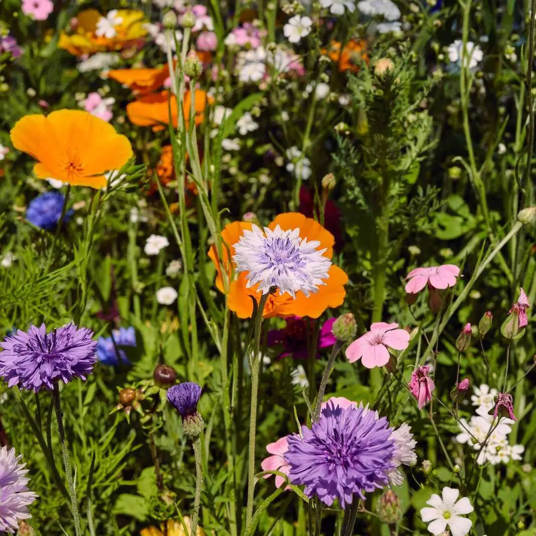 Blumenwiese "Bienen-Bar"