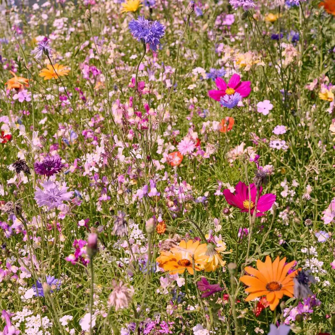 Display Mix Blumenwiesen