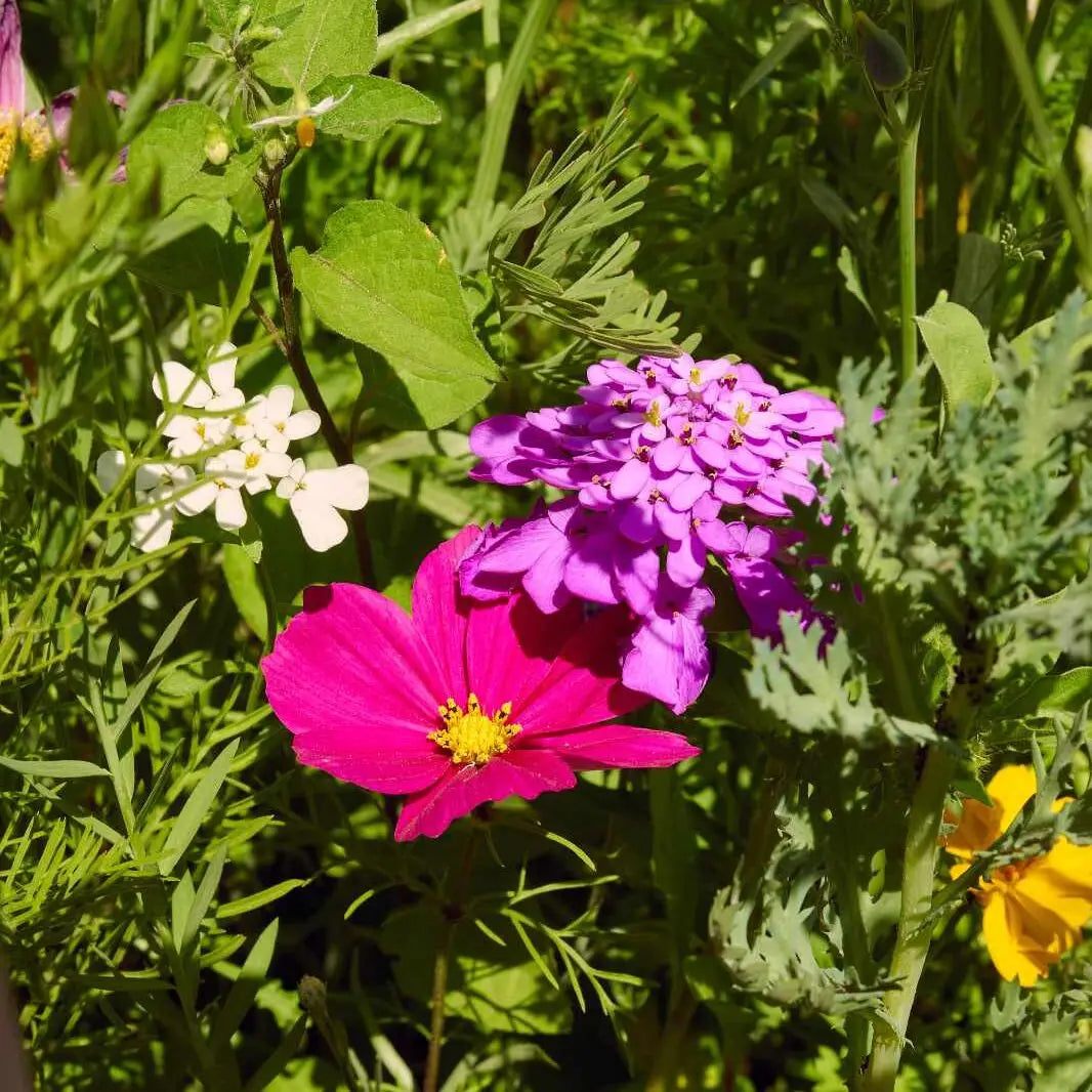 Display Mix Blumenwiesen