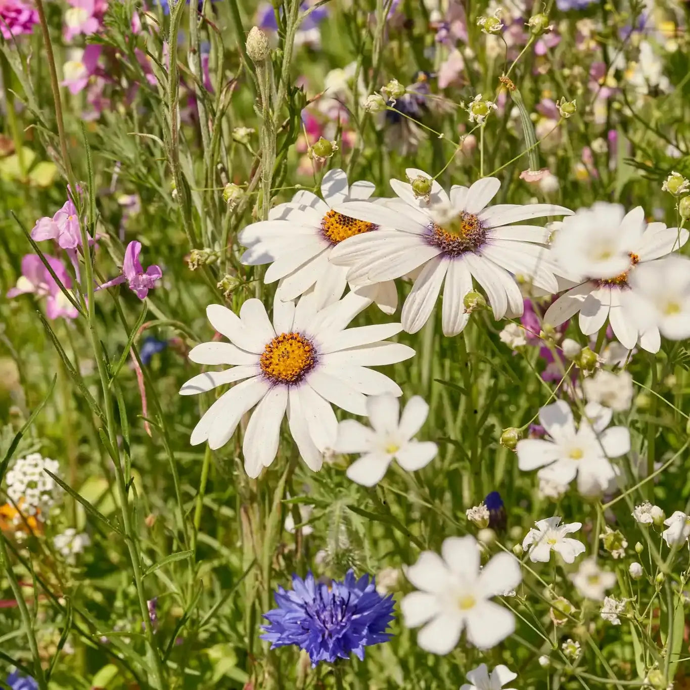 Bunte Blumenwiese Blütenzauber in voller Blüte