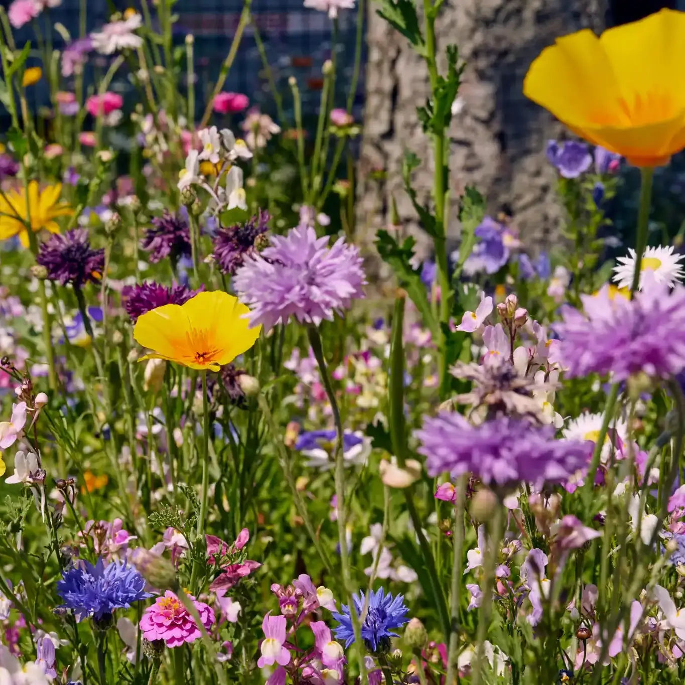 Blumenwiese "Blütenzauber"