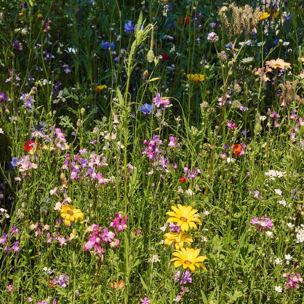 Bunte Blumenvielfalt in Oma's Blumenwiese