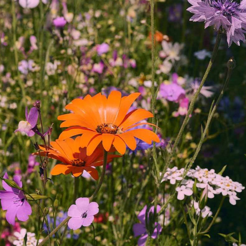 Oma's Blumenwiese als naturnaher Blühstreifen im Garten