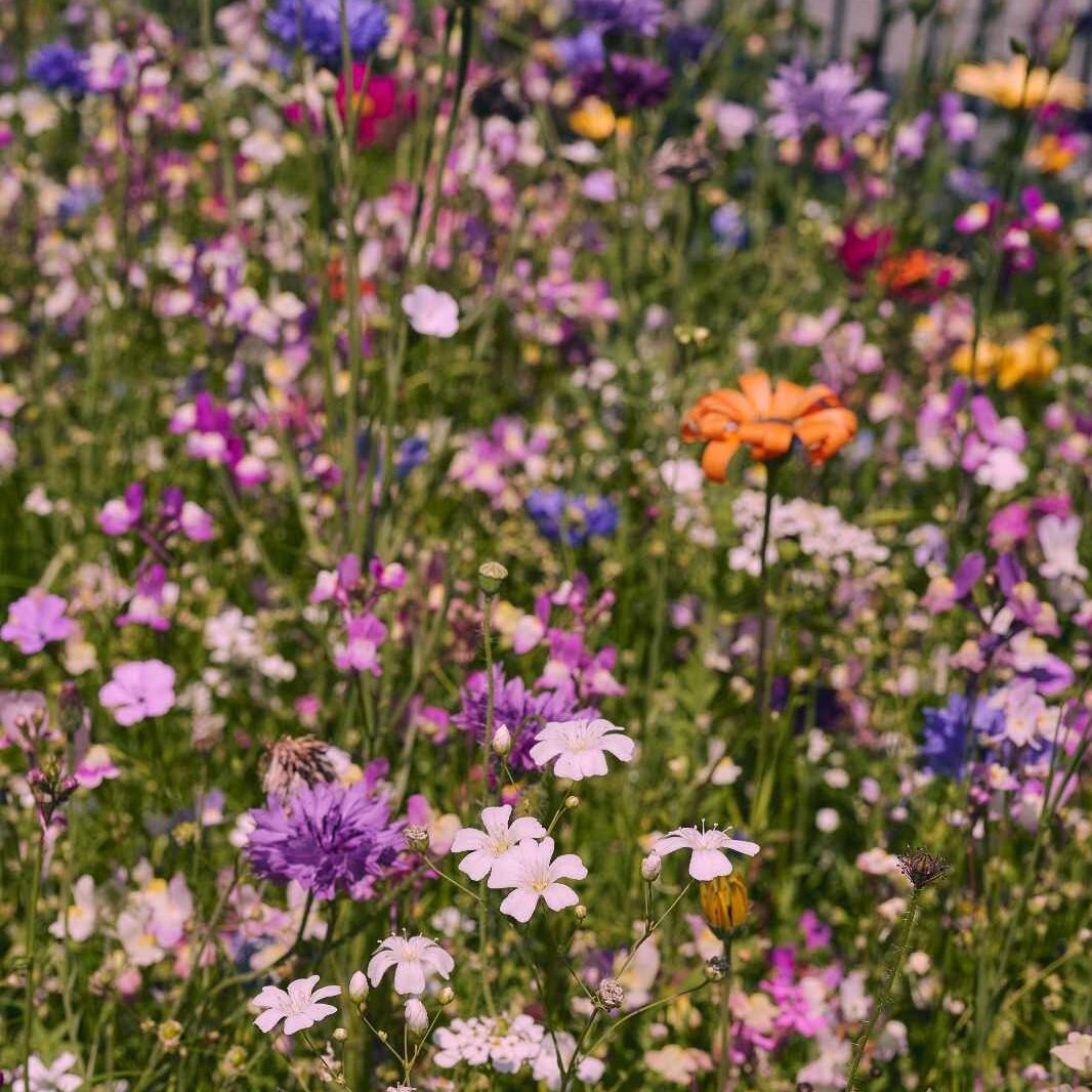 Farbenfrohe Oma's Blumenwiese in voller Blüte
