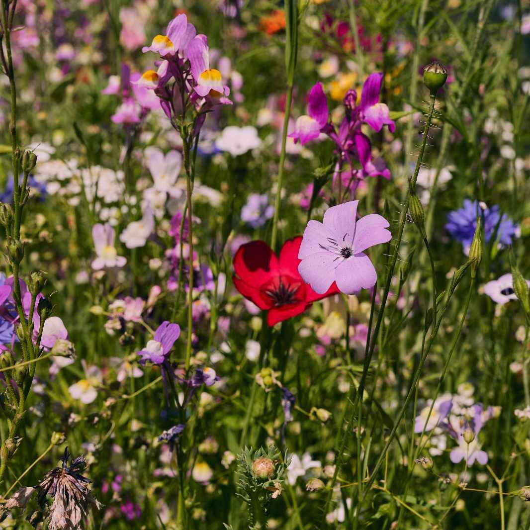 Blumenwiese "Oma´s Blumenwiese"