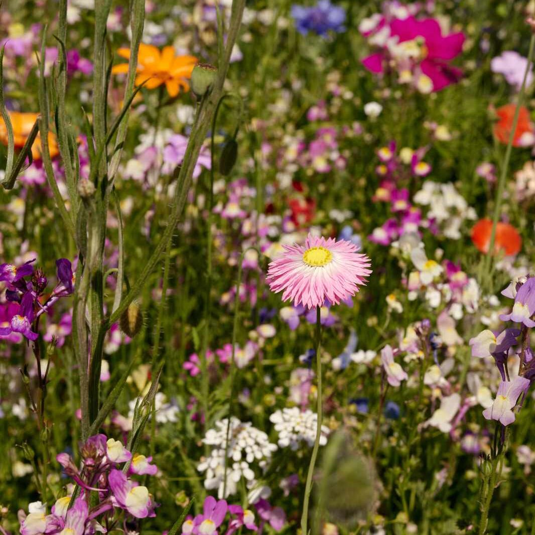 Oma's Blumenwiese mit Bienen und Sommerblumen