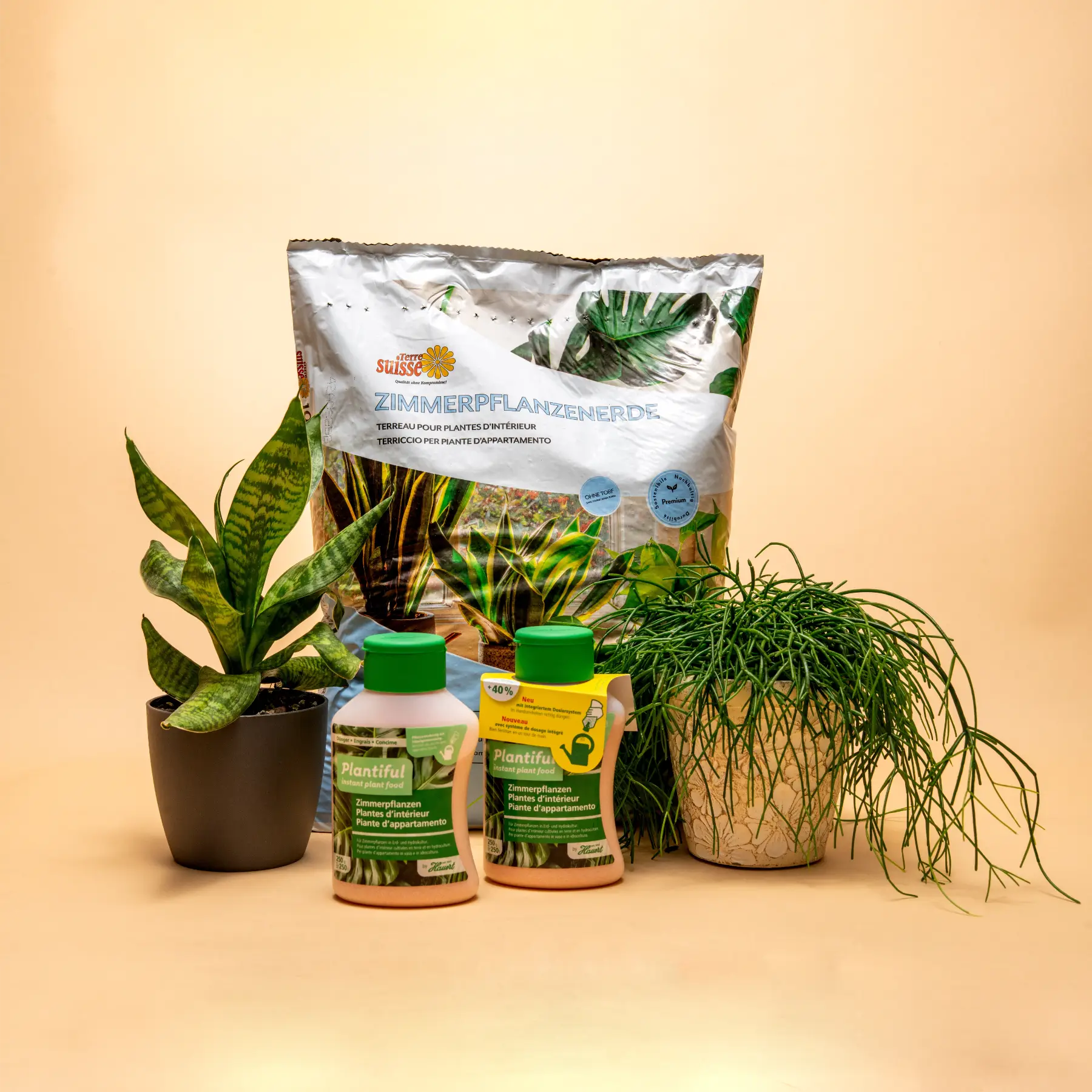 Zimmerpflanzen Set